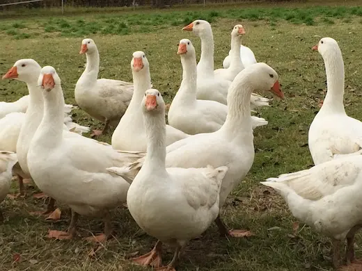 Gruppe aufmerksamer weißer Gänse mit orangefarbenen Schnäbeln auf einer Grasfläche beim Geflügelhof Arnsdorf.